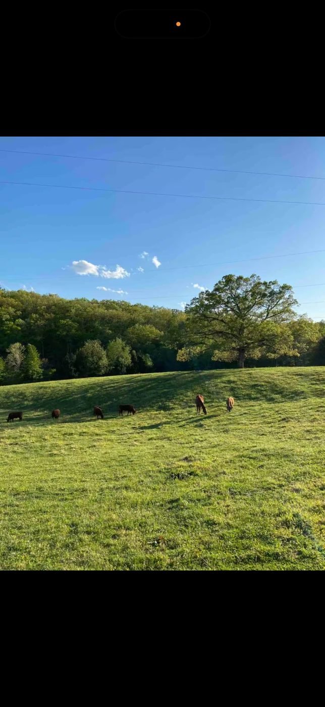 Cattle grazing at Belle Meade Farm