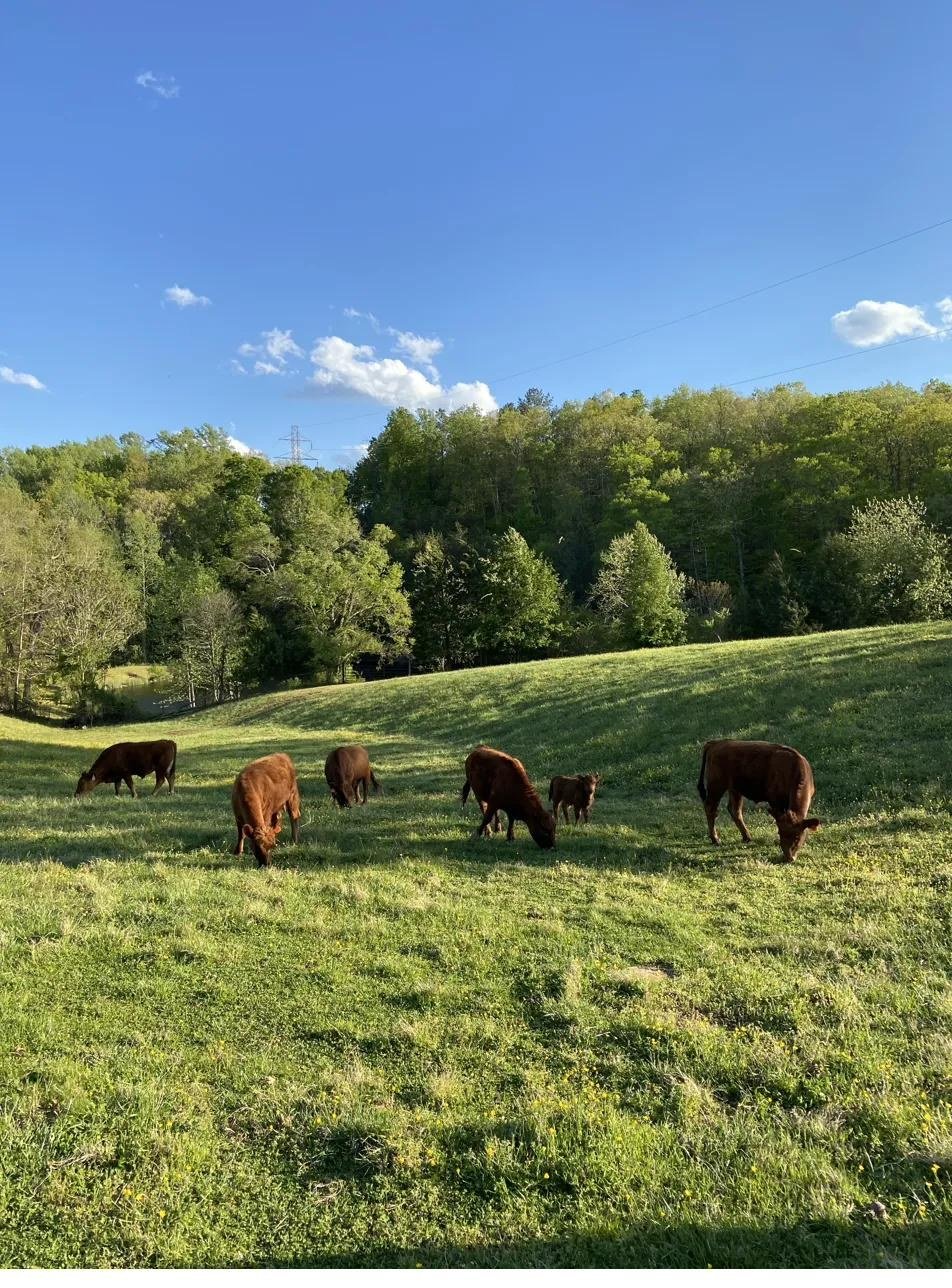 Cattle in spring