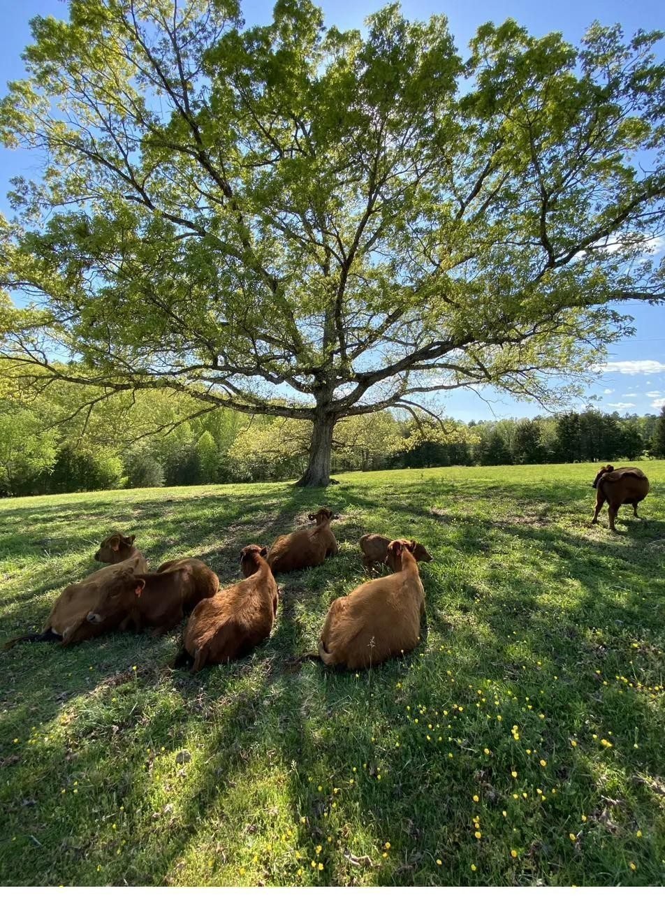 Cattle grazing under oak trees on Belle Meade farm