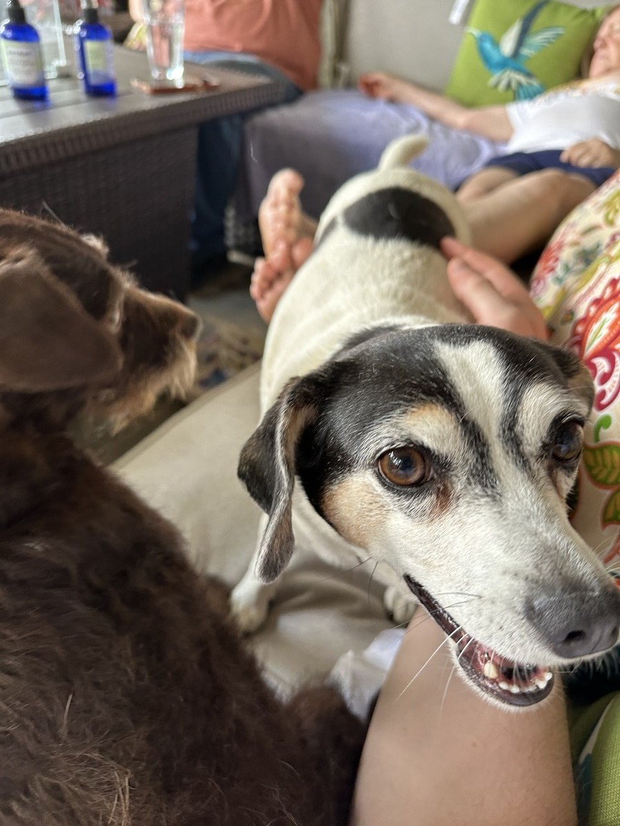 Lucy — Belle Meade's white smaller dog, with Abby