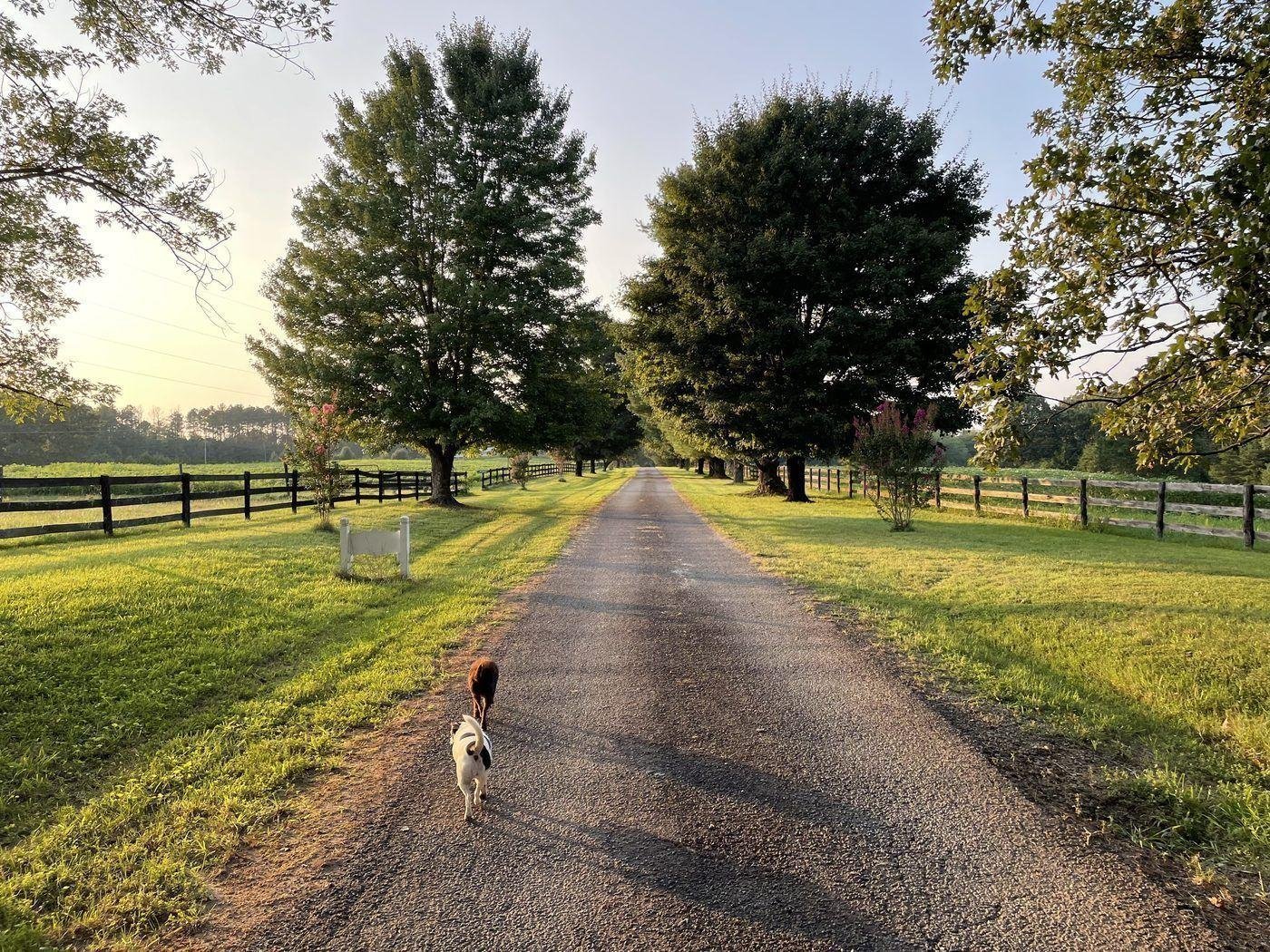 Abby (brown terrier), Lucy (white), and Sweetie (hound) on the farm driveway