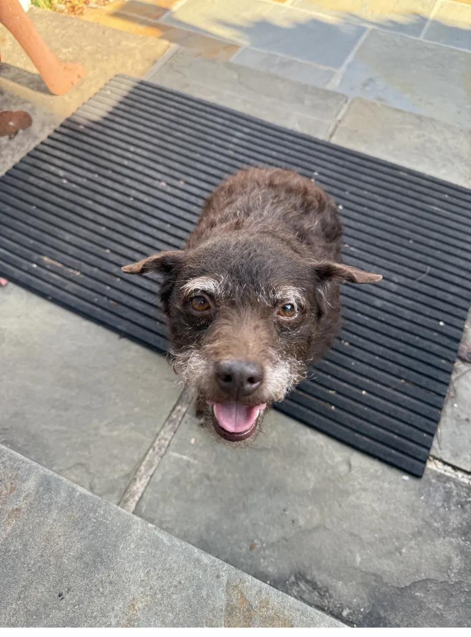 Abby — Belle Meade's brown terrier