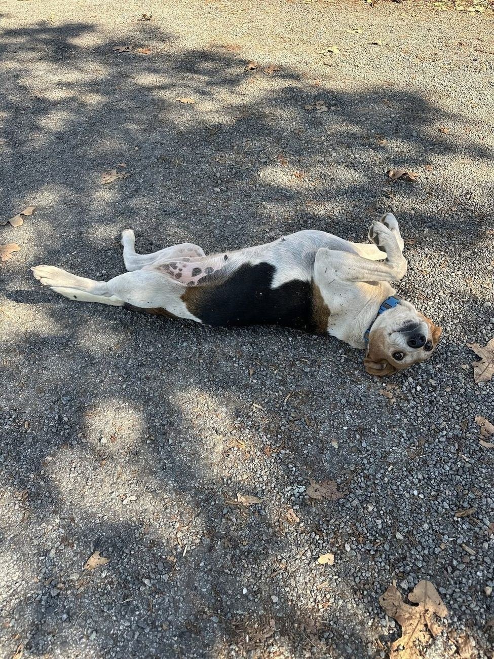 Sweetie the hound dog